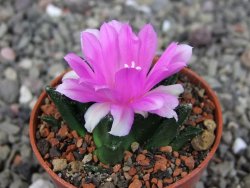 Ariocarpus fissuratus hintonii Matehuala pot 5,5 cm Cites IA - 12409221