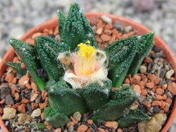 Ariocarpus fissuratus hintonii Matehuala pot 5,5 cm Cites IA - 12409224