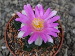 Ariocarpus fissuratus hintonii Matehuala pot 5,5 cm Cites IA