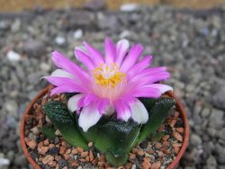 Ariocarpus fissuratus hintonii Matehuala pot 5,5 cm Cites IA - 12409226