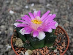 Ariocarpus fissuratus hintonii Matehuala pot 5,5 cm Cites IA - 12409227