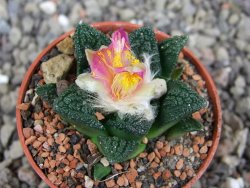 Ariocarpus fissuratus hintonii Matehuala pot 5,5 cm Cites IA - 12409228