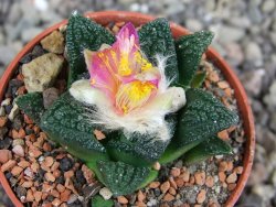 Ariocarpus fissuratus hintonii Matehuala pot 5,5 cm Cites IA - 12409229