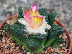 Ariocarpus fissuratus hintonii Matehuala pot 5,5 cm Cites IA - 12409230