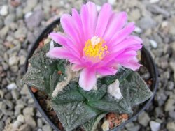 Ariocarpus fissuratus, pot 5,5 cm Cites IA