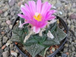 Ariocarpus fissuratus, pot 5,5 cm Cites IA - 12409233