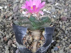 Ariocarpus fissuratus, pot 5,5 cm Cites IA - 12409234