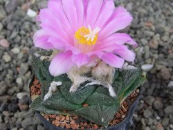 Ariocarpus fissuratus, pot 5,5 cm Cites IA