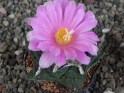 Ariocarpus fissuratus, pot 5,5 cm Cites IA - 12409237