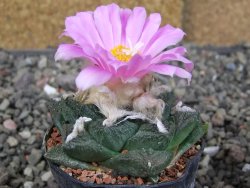 Ariocarpus fissuratus, pot 5,5 cm Cites IA - 12409238