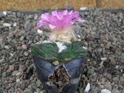 Ariocarpus fissuratus, pot 5,5 cm Cites IA - 12409239