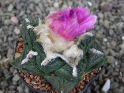 Ariocarpus fissuratus, pot 5,5 cm Cites IA - 12409240