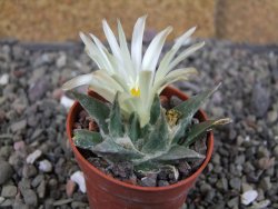 Ariocarpus trigonus horacekii Jaumave, Tam. pot 5,5 cm