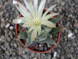 Ariocarpus trigonus horacekii Jaumave, Tam. pot 5,5 cm - 12409251