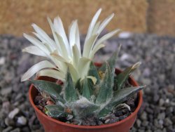 Ariocarpus trigonus horacekii Jaumave, Tam. pot 5,5 cm - 12409252