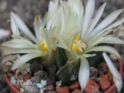 Ariocarpus trigonus horacekii Jaumave, Tam. pot 5,5 cm - 12409253