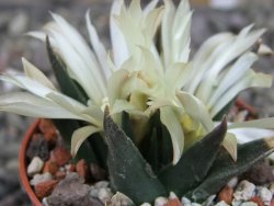 Ariocarpus trigonus horacekii Jaumave, Tam. pot 5,5 cm
