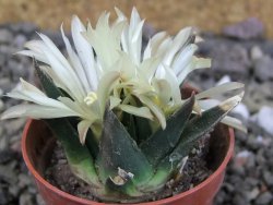 Ariocarpus trigonus horacekii Jaumave, Tam. pot 5,5 cm - 12409256