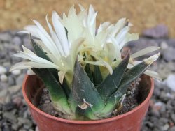 Ariocarpus trigonus horacekii Jaumave, Tam. pot 5,5 cm - 12409257