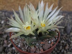 Ariocarpus trigonus horacekii Jaumave, Tam. pot 6,5 cm - 12409258