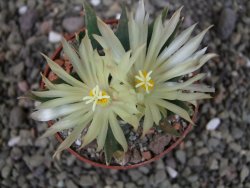 Ariocarpus trigonus horacekii Jaumave, Tam. pot 6,5 cm - 12409259