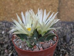 Ariocarpus trigonus horacekii Jaumave, Tam. pot 6,5 cm - 12409261