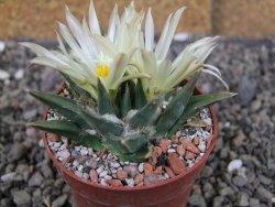 Ariocarpus trigonus horacekii Jaumave, Tam. pot 6,5 cm - 12409262
