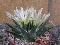 Ariocarpus trigonus horacekii Jaumave, Tam. pot 6,5 cm