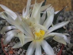 Ariocarpus trigonus horacekii Jaumave, Tam. pot 6,5 cm - 12409264