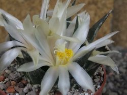 Ariocarpus trigonus horacekii Jaumave, Tam. pot 6,5 cm - 12409265