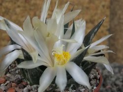 Ariocarpus trigonus horacekii Jaumave, Tam. pot 6,5 cm - 12409266