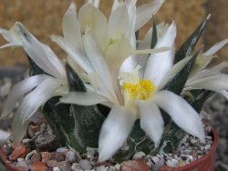 Ariocarpus trigonus horacekii Jaumave, Tam. pot 6,5 cm