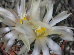 Ariocarpus trigonus horacekii Jaumave, Tam. pot 6,5 cm - 12409268