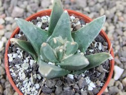 Ariocarpus retusus scapharostroides El Sabinito MM154 pot 5,5 cm - 12409269