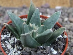 Ariocarpus retusus scapharostroides El Sabinito MM154 pot 5,5 cm