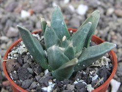 Ariocarpus retusus scapharostroides El Sabinito MM154 pot 5,5 cm - 12409271