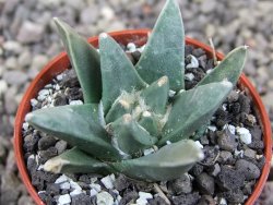 Ariocarpus retusus scapharostroides El Sabinito MM154 pot 5,5 cm - 12409272