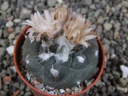 Turbinicarpus jauernigii pot 5,5 cm cites IA - 12409273
