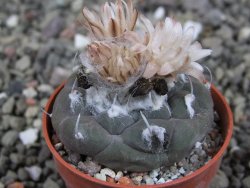 Turbinicarpus jauernigii pot 5,5 cm cites IA - 12409275