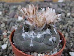 Turbinicarpus jauernigii pot 5,5 cm cites IA - 12409276