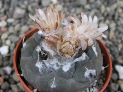Turbinicarpus jauernigii pot 5,5 cm cites IA - 12409277