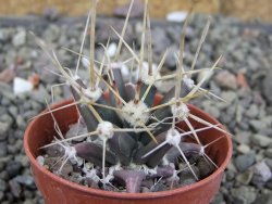 Ferobergia semenáč, pot 5,5 cm