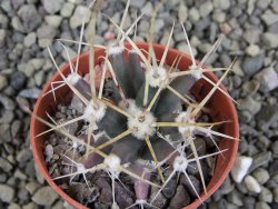 Ferobergia semenáč, pot 5,5 cm - 12409280