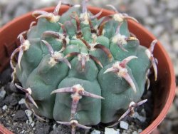 Gymnocalycium vatteri unguispinum, pot 5,5 cm - 12409285