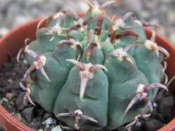 Gymnocalycium vatteri unguispinum, pot 5,5 cm