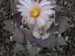 Ariocarpus furfuraceus 11 cm