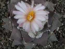 Ariocarpus furfuraceus 11 cm - 12409288