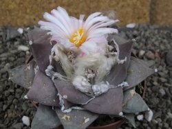 Ariocarpus furfuraceus 11 cm - 12409289