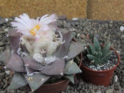 Ariocarpus furfuraceus 11 cm - 12409292