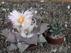 Ariocarpus furfuraceus 11 cm - 12409293